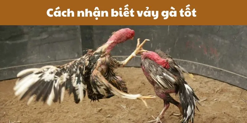 Vảy khai tiền là gì? Gà có vảy khai tiền tốt hay xấu 3 cach-nhan-biet-vay-ga-tot